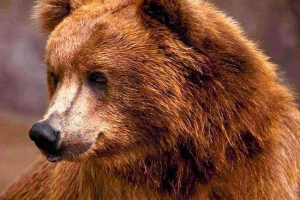 V komsomolsk-on-amur se medvěd usadil na hřbitově V komsomolsk-on-amur se medvěd usadil na hřbitově